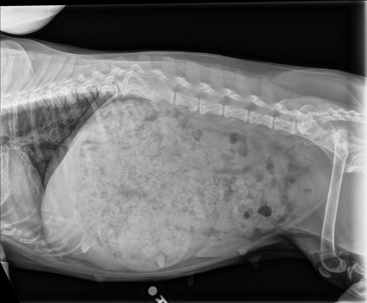 Gotta be the time our dog was having labored breathing and a huge swollen belly. Vet thought she may need emergency surgery until the X-ray showed she had gotten into a bag of food and eaten so much her stomach was pushing up on her lungs… $600 later we were happy and also 🤦🏼‍♀️