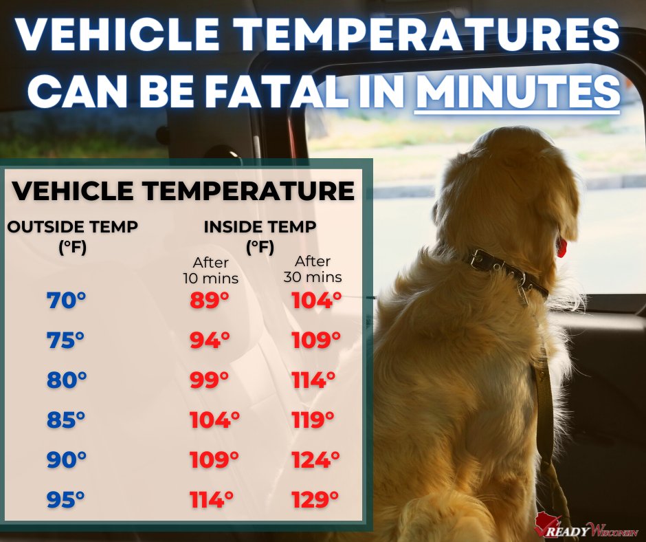 Is 95 Degrees Too Hot For A Dog