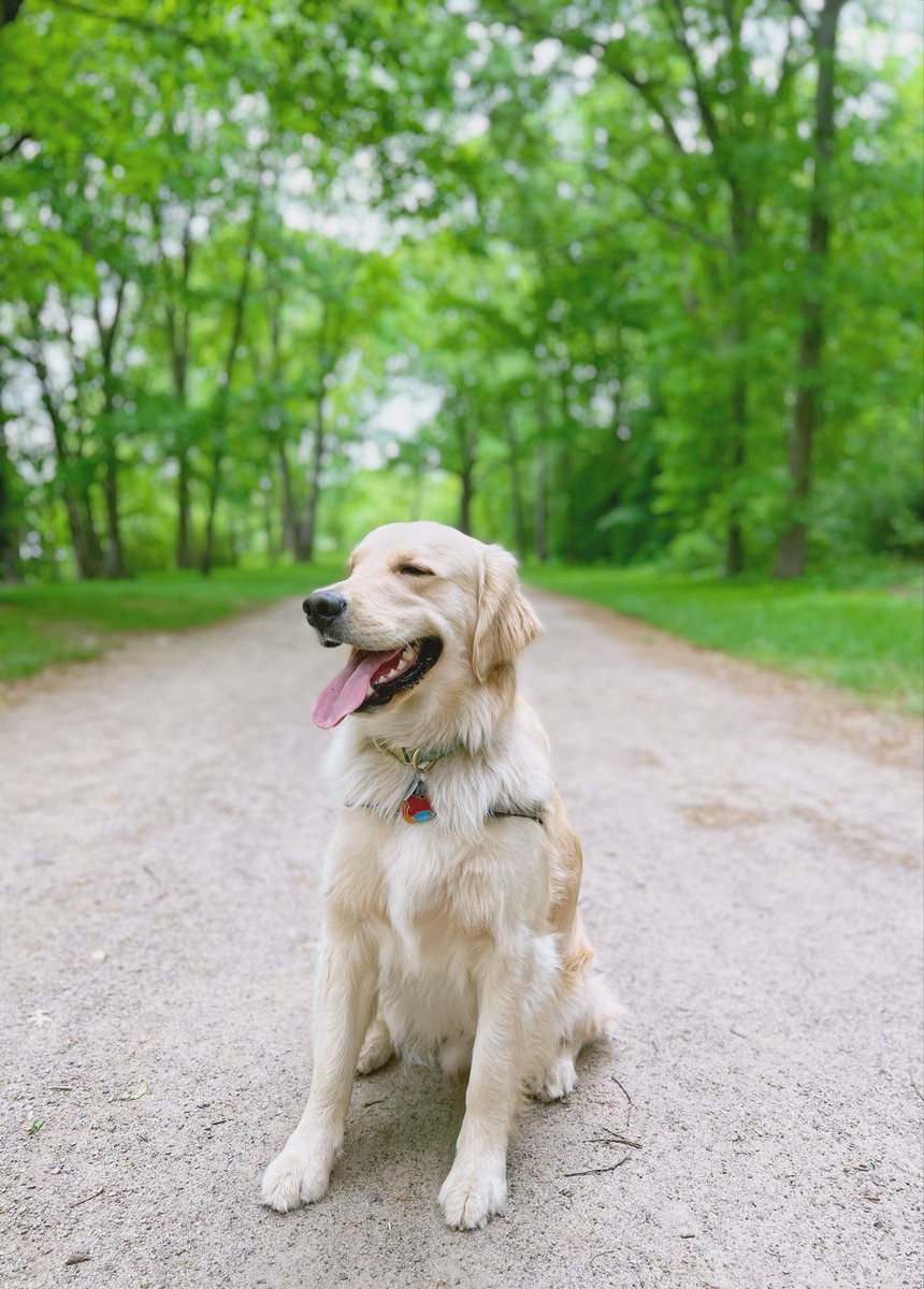 alyjnewt's tweet photo. yes, i trained my dog to pose https://t.co/0uWE1FhU8n