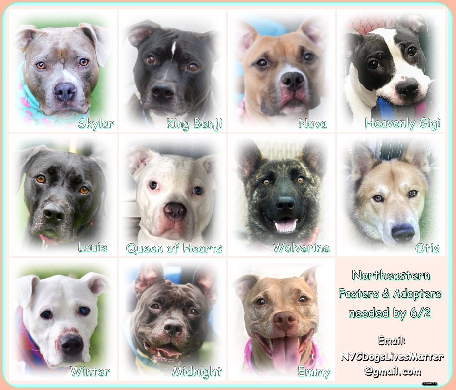 naturelifeline's tweet photo. RT @NMBewitched: #NYCACC
Today #NY past the #HighKillBill
They can now kill for "mental suffering" in fact the bill states it is a Kindness
11๐ถ2๐ก
#FostersSaveLives
The ๐ is Time & Patience
A Love of Pups
We Need Heroes & #Pledges
We must #Fight foโฆ https://t.co/79dQmIvEt1