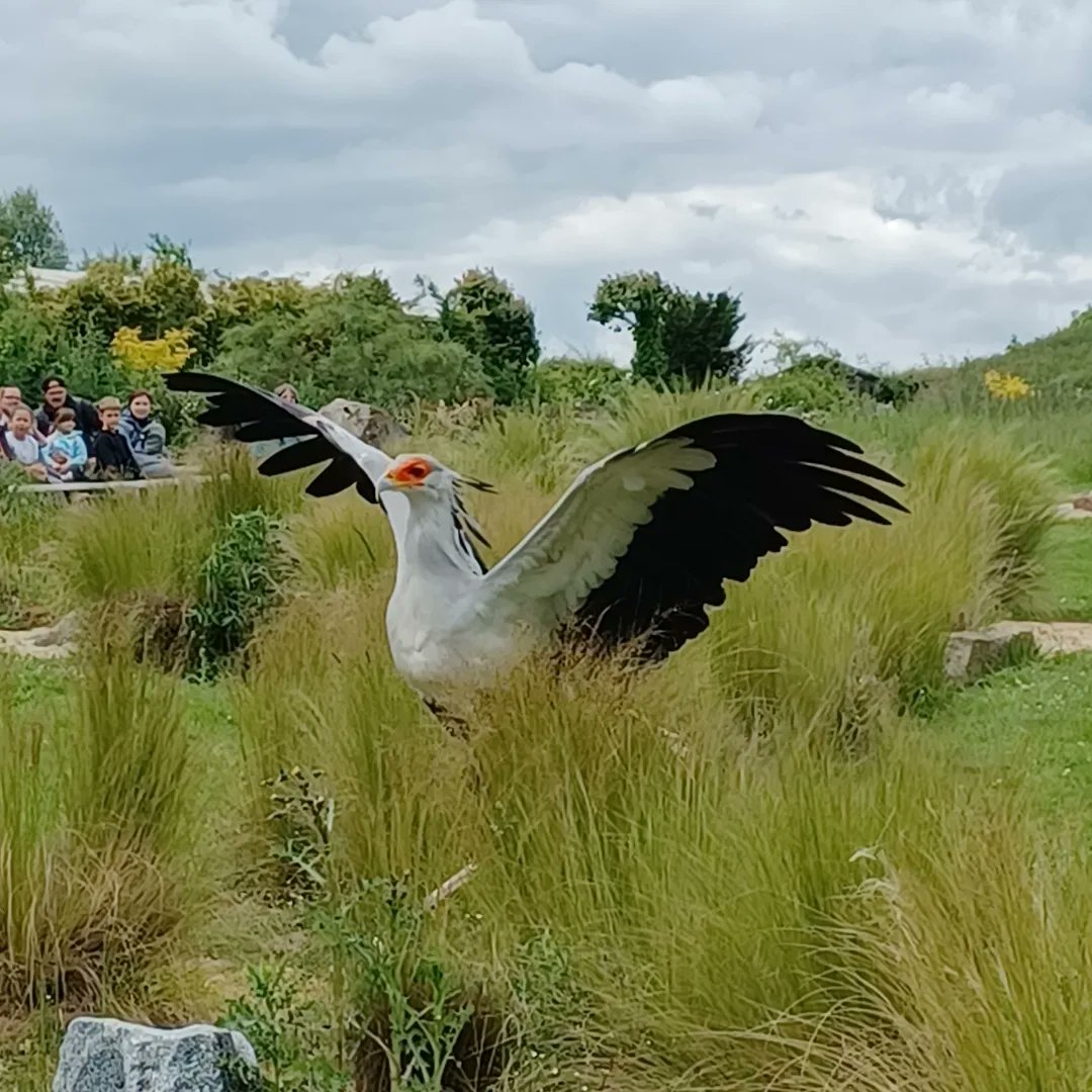 sarah_mcginty's tweet photo. Amazing day at the @HawkConservancy today, been a few years since my last visit & I should really visit more often as its just down the road! #local #hawkconservancy #halfterm https://t.co/GLMYJ1Nue4