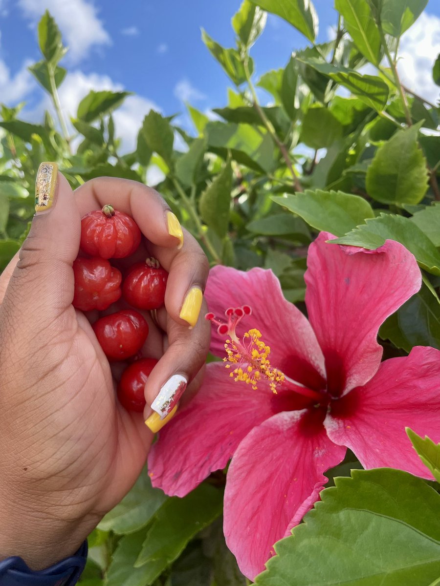 KMW2008's tweet photo. It’s the colors that got me… #bermudaful #bermuda 🇧🇲 🌺 https://t.co/zpCGWpnhhw