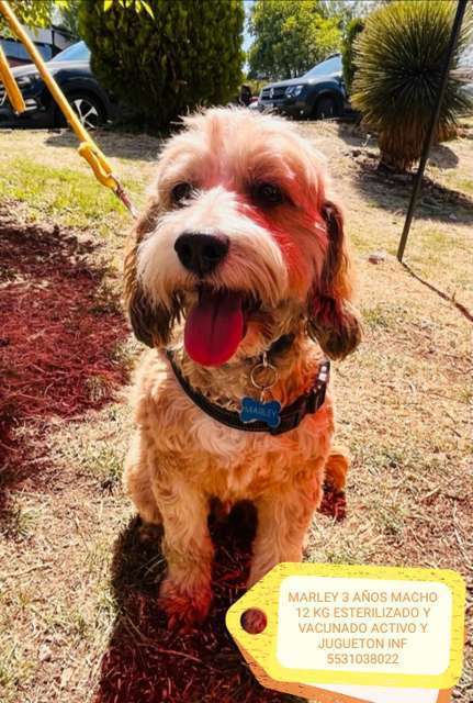 En adopción: MARLEY - adoptame.com.mx/adopcion/masco…