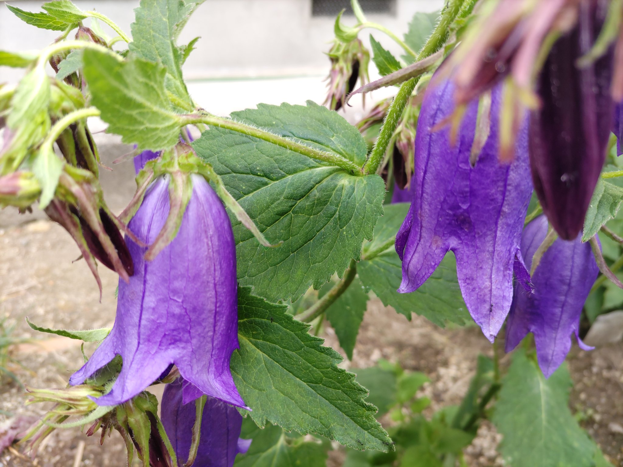 تويتر Satochan على تويتر ホタルブクロ キキョウ科 6 7月 紫 白 ピンク 釣鐘形の花を茎に 多数咲かせる多年草です ジャガイモのように 地下茎で増えて 横へ横へです 小さい苗から育てて 開花しました 紫色の蛍袋は 初めて見ました 見た目は控えめ