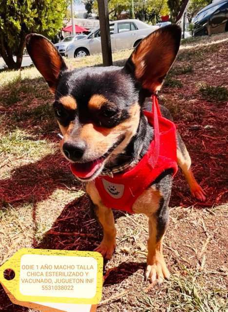 En adopción: ODIE - adoptame.com.mx/adopcion/masco…