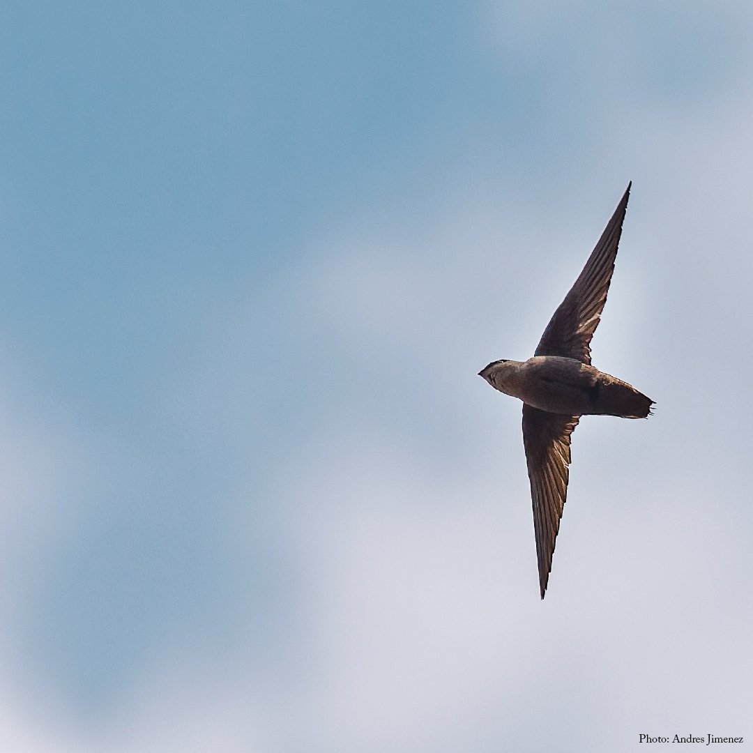 BirdsCanada's tweet photo. June 7 is World #swiftday! The Canadian population of Chimney Swifts has declined by nearly 90% since 1970. Owners of traditional masonry chimneys that are used by Chimney Swifts can play an important role in supporting the species’ recovery. https://t.co/TqZoutHZNd https://t.co/DXBq4GySys