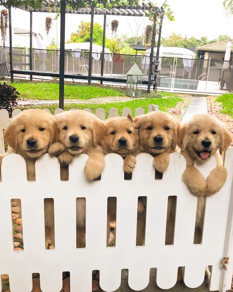 They all say hi 🥰