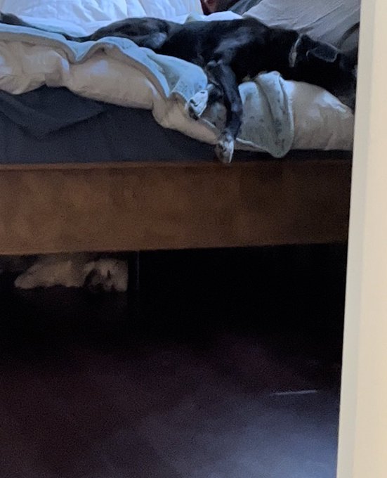 Two tired pups https://t.co/kBucTfUGyE