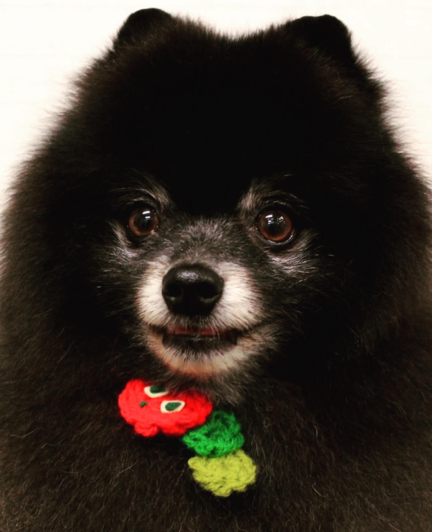 ポメラニアンカット Twitter Search Twitter