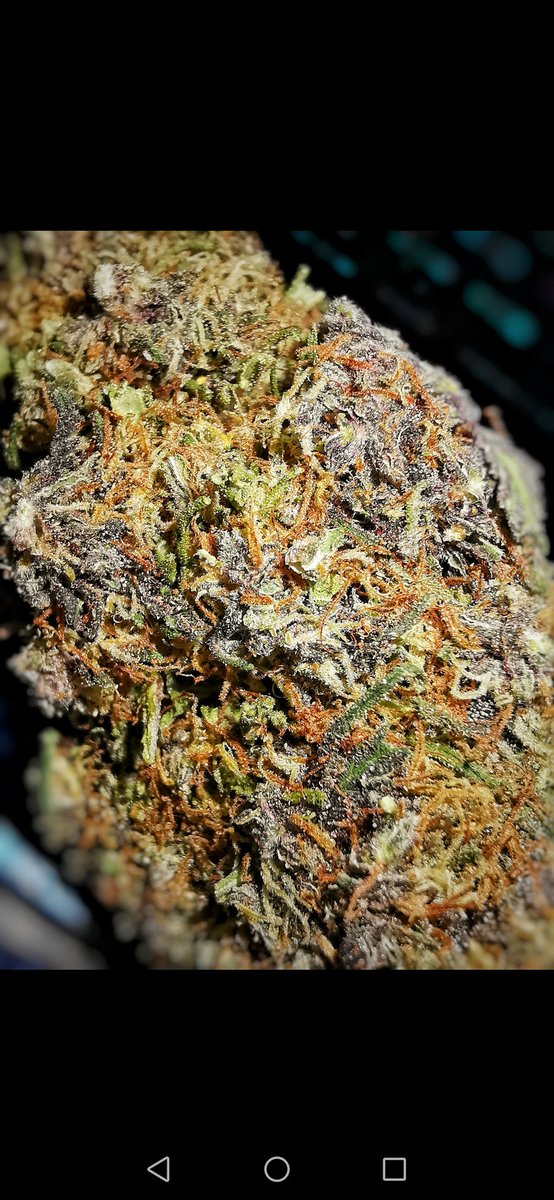 stonersharkhigh's tweet photo. Buen provecho... #Gelato #greenhouse #autocultivo #topself https://t.co/pwTkDYkqKM