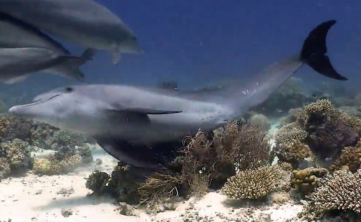 2AnimalsUnited's tweet photo. In the Red Sea, bottlenose dolphins rub their heads on some corals, scraping their bellies on others but avoid some species altogether.  Researchers discovered the corals had 17 active compounds for antioxidative and hormonal properties! They were self medicating! #animalbehavior https://t.co/BViVW4UAfb