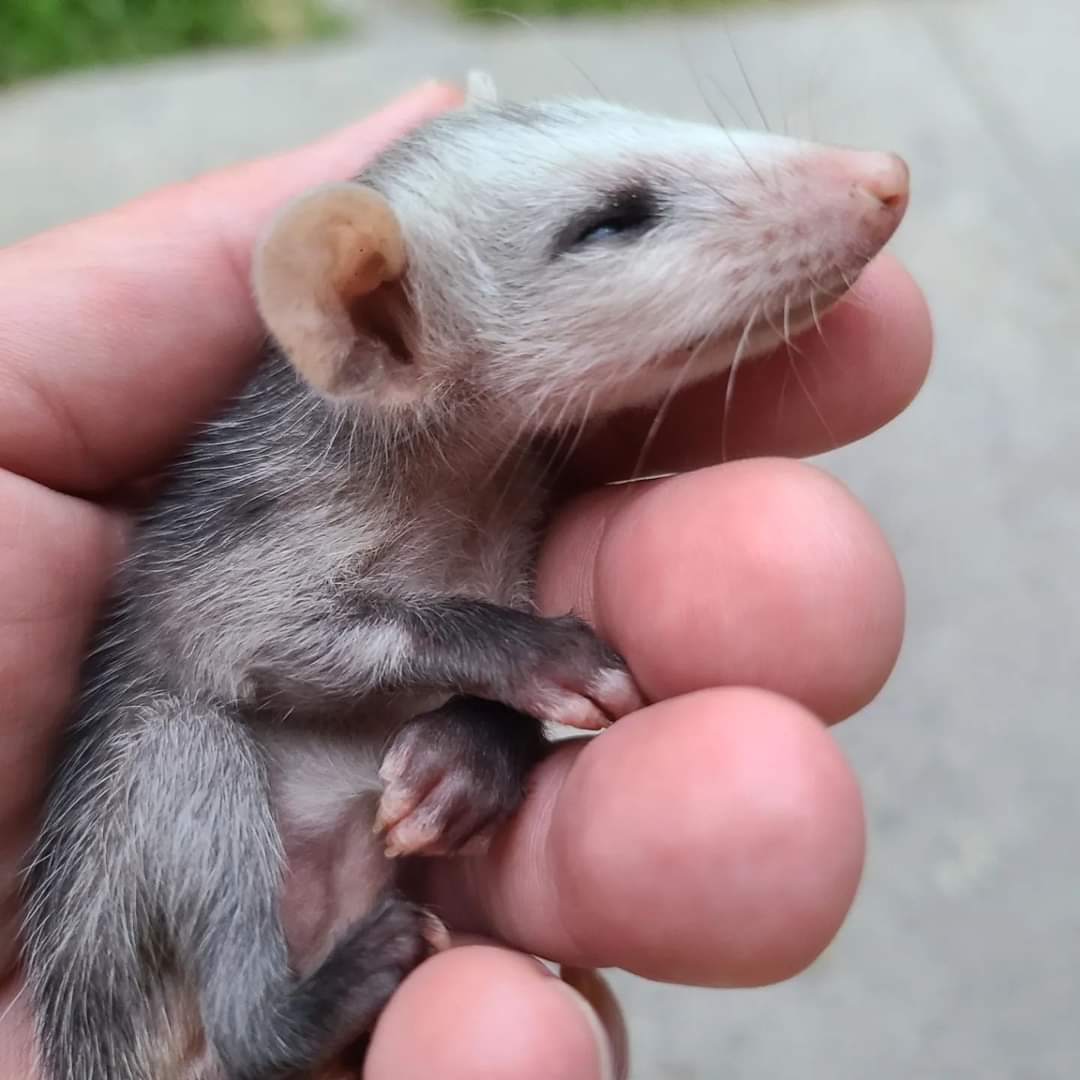 furrr911's tweet photo. And the next arrival of the evening was this opossum who was found alone by a chicken coop in a backyard in Verplanck. (And yes, I am a certified wildlife rehabilitator as well 🙄). This cutie probably fell off mom's back or as she was going into or out of mom's pouch. (1/2) https://t.co/cJeR5aNPXT
