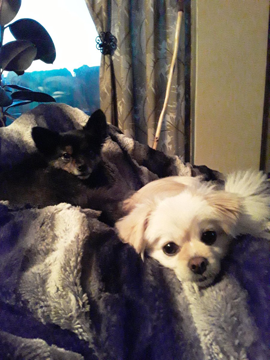sassmania's tweet photo. These cute puppies say "cheese." We hope everyone is having a great day/night :) #dogsoftwitter https://t.co/kpPz6VgwDc