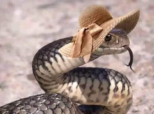 شكلي بسكوتاية و فعلاً بسكوتاية