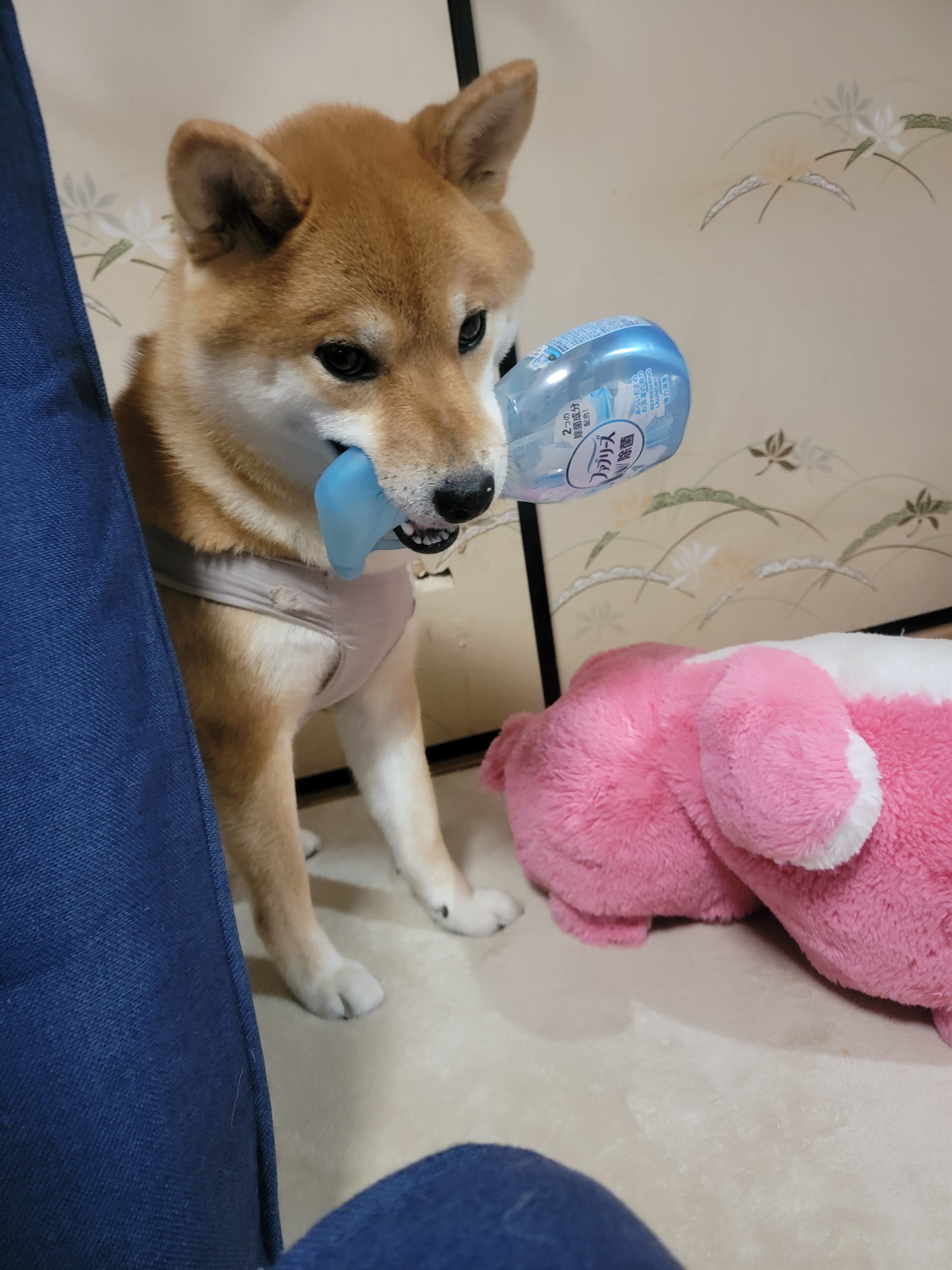 犬系女子 Twitter Search Twitter