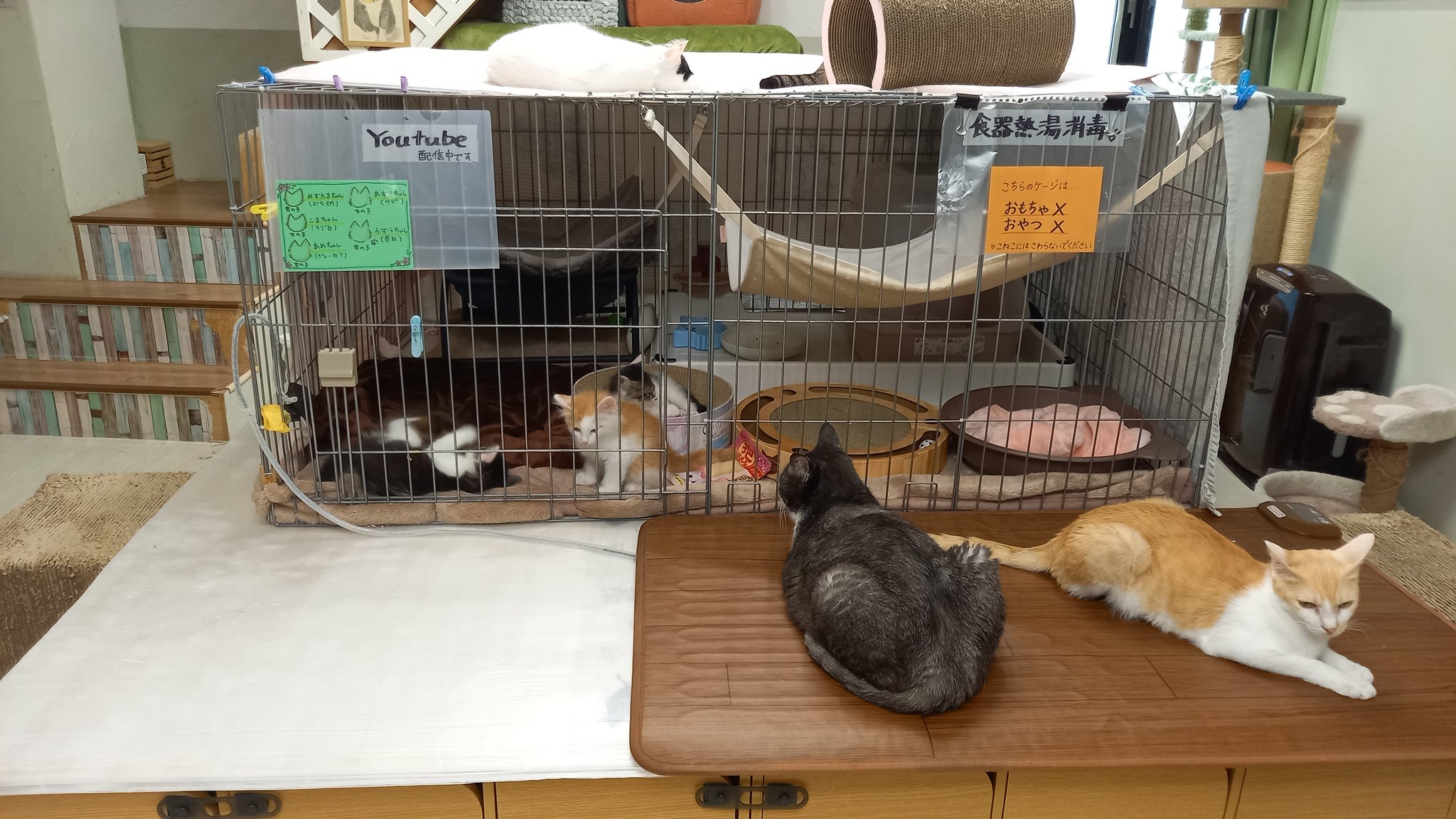保護猫ハウス信州猫日和 Youtube毎日更新中 優しく子猫ご飯を見つめる銀丸兄貴 T Co Atuajdjv41 Twitter