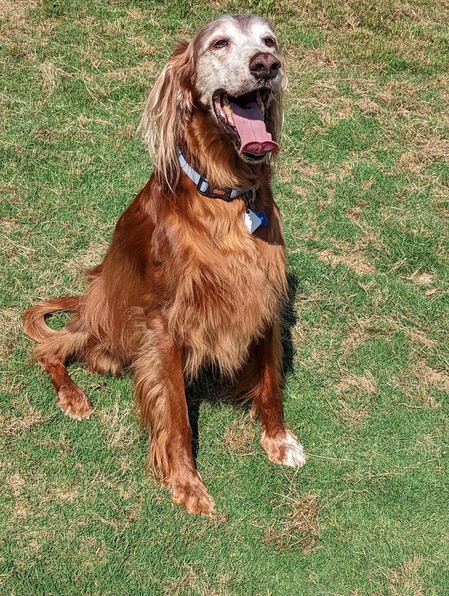 Today is this beautiful sweet boy's birthday! 🥰🥰🥰 Happy 13th Birthday Wrigley!! ❤️🐾🥳🎂🍦🎁⚾🧸🦴🎈🎉🤗😘 
#ILoveYouWrigley #HappyBirthday #Wrigley #13YearsOld #BestDogEver #IrishSetter #IrishSetterLove #HappyBirthdayWrigley