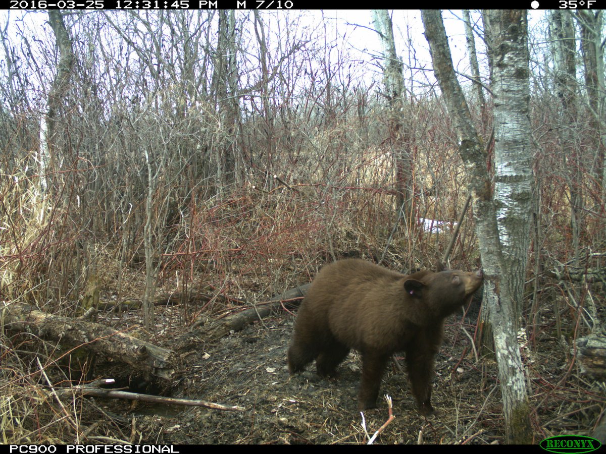Did you know black bears aren't always black? While most of Minnesota's black bears are black (93%), it's not unheard of to see a chocolate (5%), cinnamon (1–2%), or even (very rarely) a white black bear.