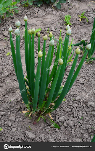 PoeCenter's tweet photo. Our green onions are starting to bolt (or try to flower) as the days get warmer.  We’ve been harvesting as needed for months, but will harvest them all soon since bolting diminishes flavor. #PoeFit #PoeFitGarden https://t.co/DNIm3vpV7C