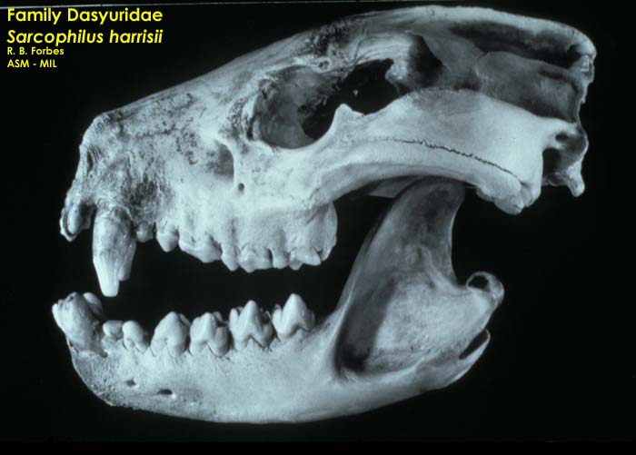 Mammalogists's tweet photo. Similar forms have similar functions: dental microwear variability in Tasmanian devils #ASMreads #mammals
https://t.co/G4exdicg0O https://t.co/gI7ny6rJId