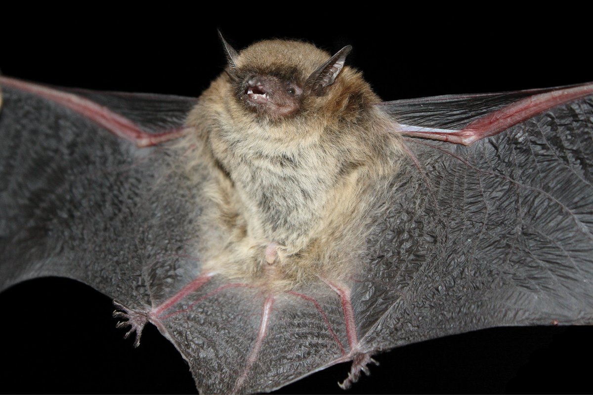 Mammalogists's tweet photo. Mammalian Species account... Myotis lavali (Chiroptera: Vespertilionidae) #ASMreads #mammals
https://t.co/X2ptIRhcGB https://t.co/rz3M8MqGD9