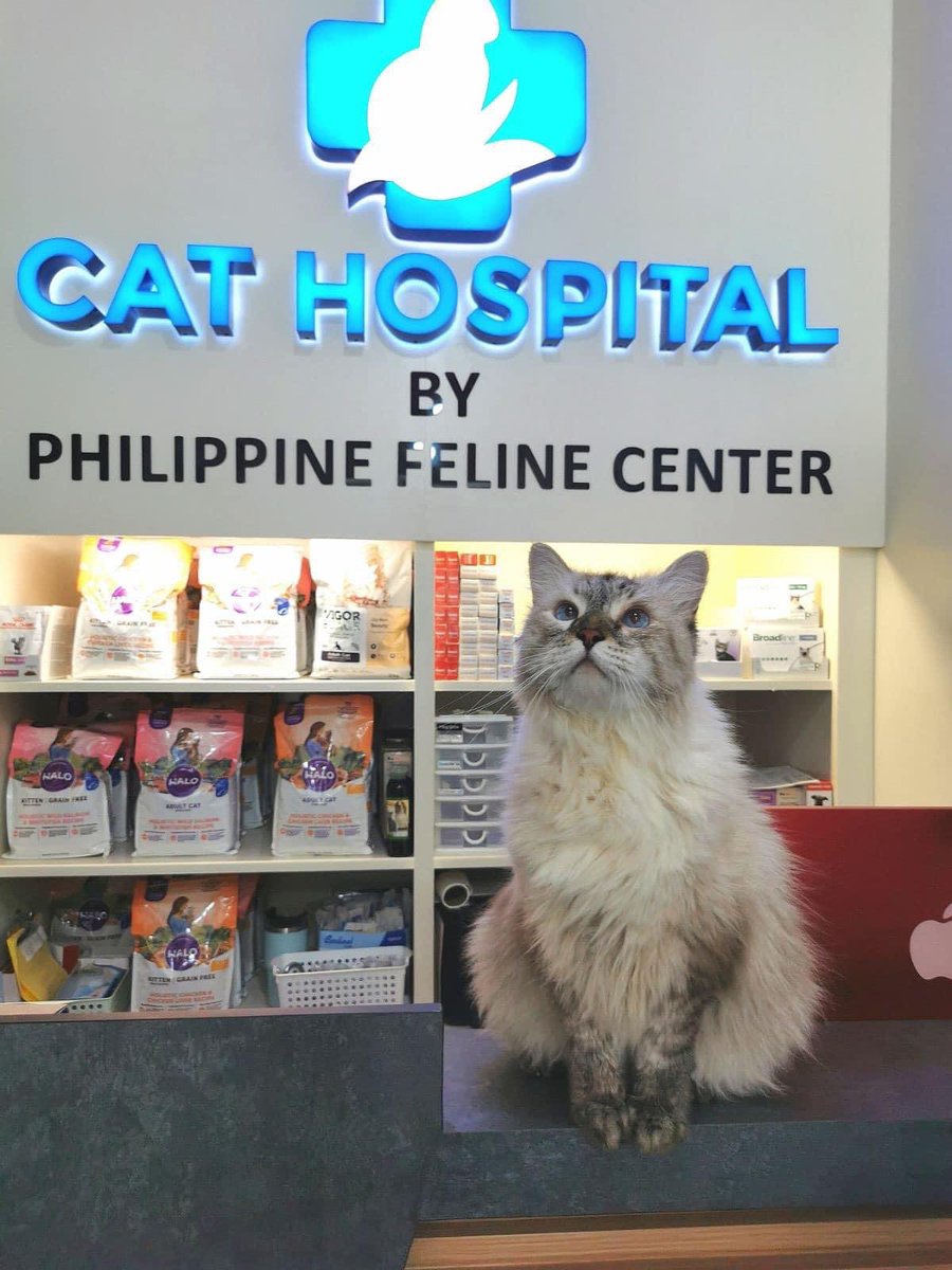 My furbabies are very well taken care of by Cat Hospital by Philippine Feline Center The first hospital in the Philippines exclusive for cats. Lahat nandito na from grooming to all vet services. To book an appointment message 0917-323-4888 ❤️