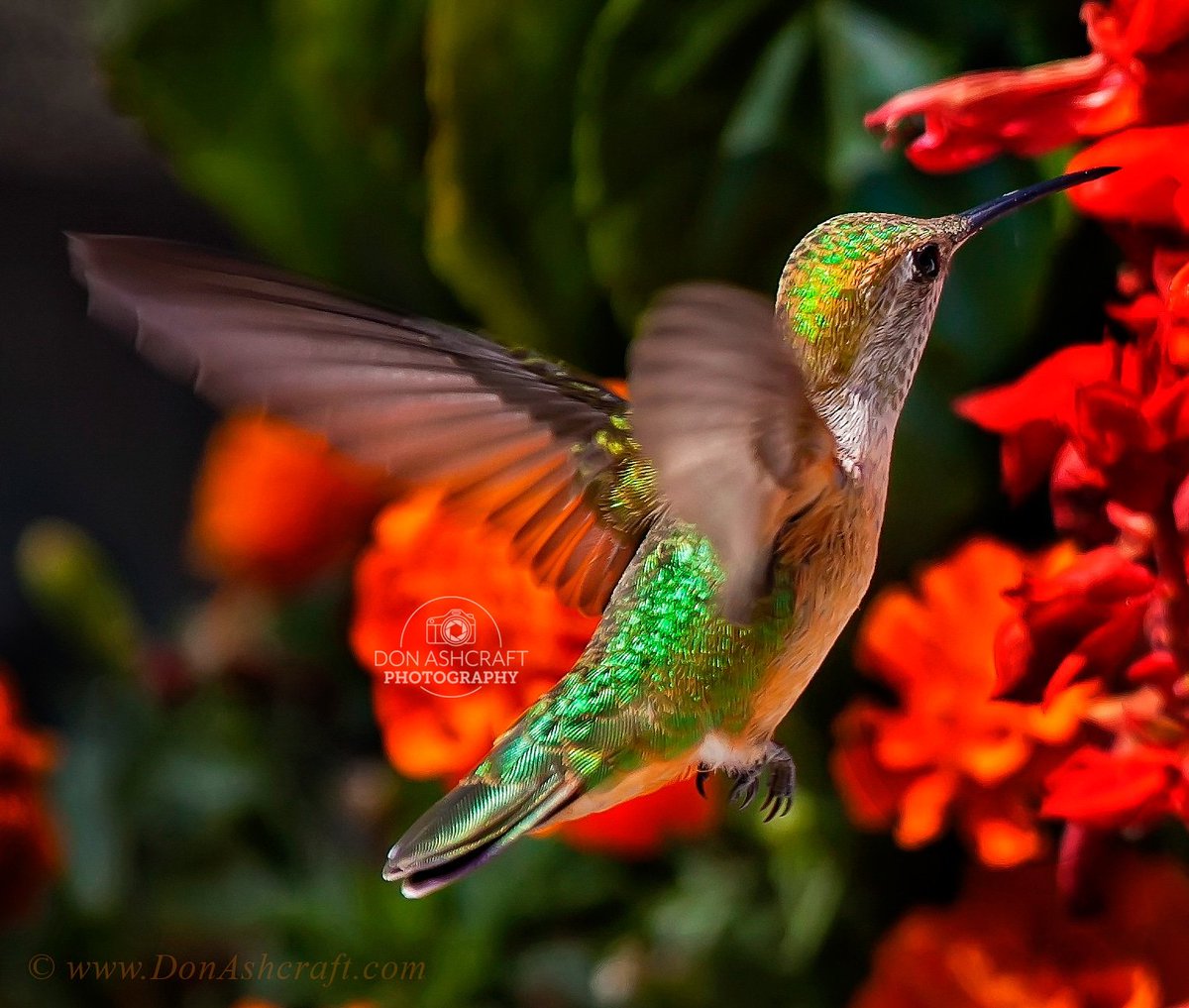 Don Ashcraft Photography tweet media