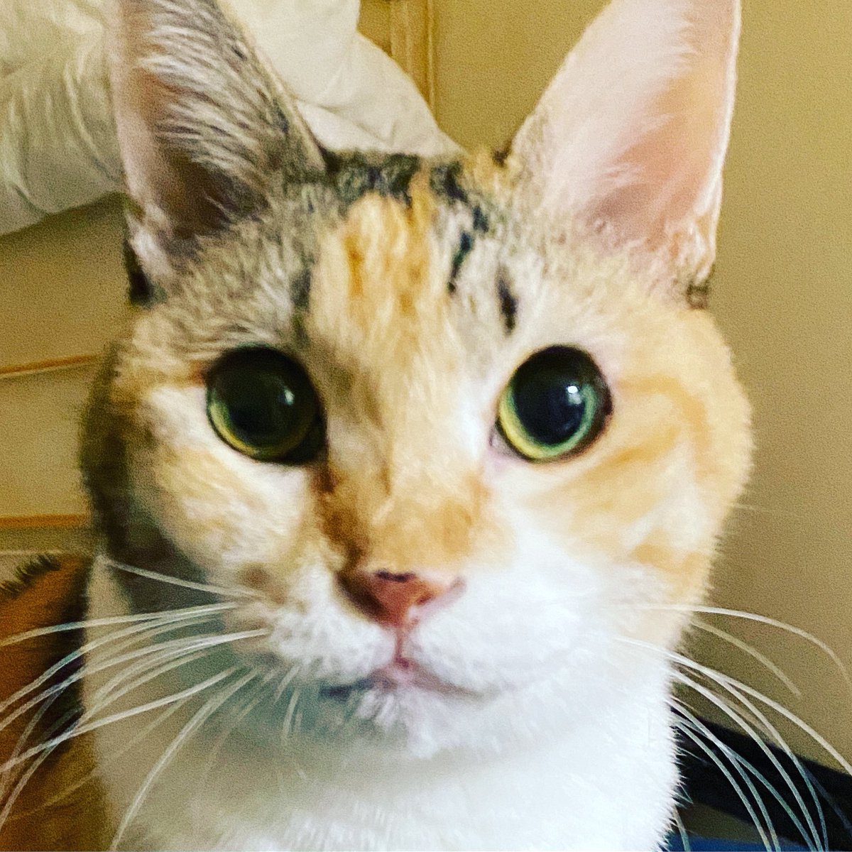Green_tank's tweet photo. そんな目で見られると出掛けられないですよ…。

#Animal #Cat #Cats #MyFamily #Picpets #Pet #Pet_Life #Corosuke #Sakura #chat #cat #katze #gatto #gato #Кот https://t.co/SJgBLuWQRb