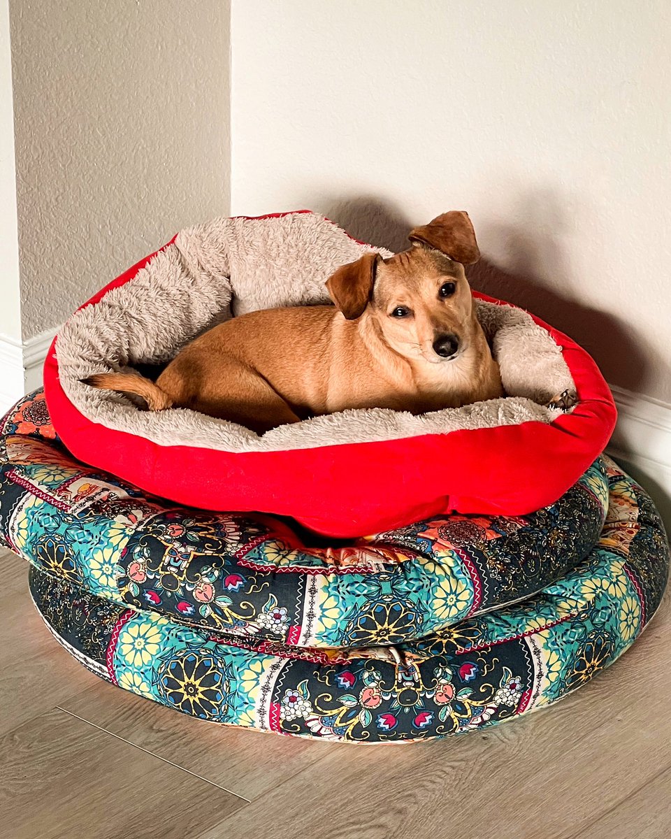 CopperWunder's tweet photo. 🐾 Goodnight! Just call me the Prince and the Pea! https://t.co/XubPJOIVEI