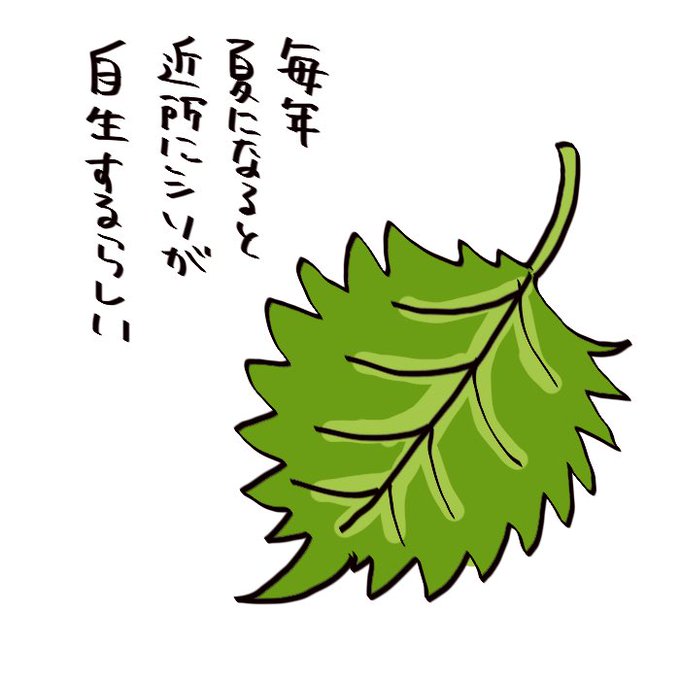 シソのtwitterイラスト検索結果 シソのtwitterイラスト検索結果