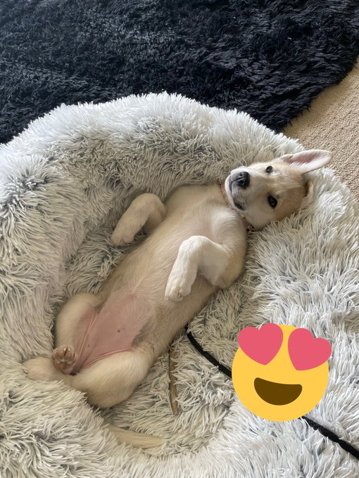 I just got a Siberian Husky puppy!!! Say hello to Juniper 😇 Any tips and tricks for raising a husky are<a href="/tag/puppy"class="tags"><span>#puppy</span></a><a href="/tag/husky"class="tags"><span>#husky</span></a><a href="/tag/girldog"class="tags"><span>#girldog</span></a>