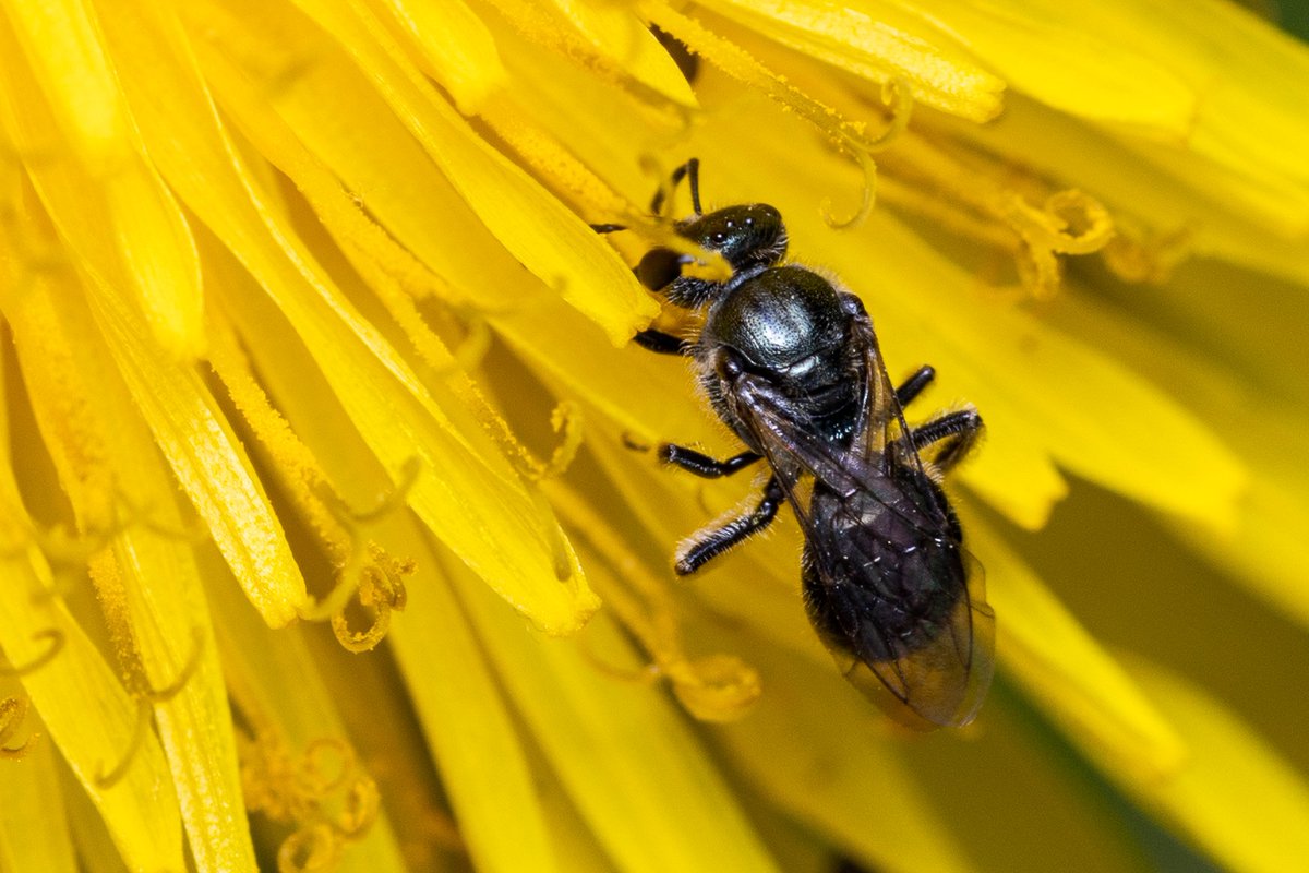 AjuJayapalan's tweet photo. Closeup of a wasp on a dandelion. Wish spring lasted longer in Minnesota. #macrophotography #NaturePhotography #Minnesota #yellowflower #insect https://t.co/aIk4qyx0P5