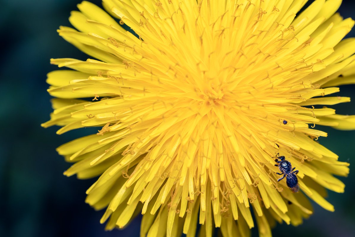 AjuJayapalan's tweet photo. Closeup of a wasp on a dandelion. Wish spring lasted longer in Minnesota. #macrophotography #NaturePhotography #Minnesota #yellowflower #insect https://t.co/aIk4qyx0P5