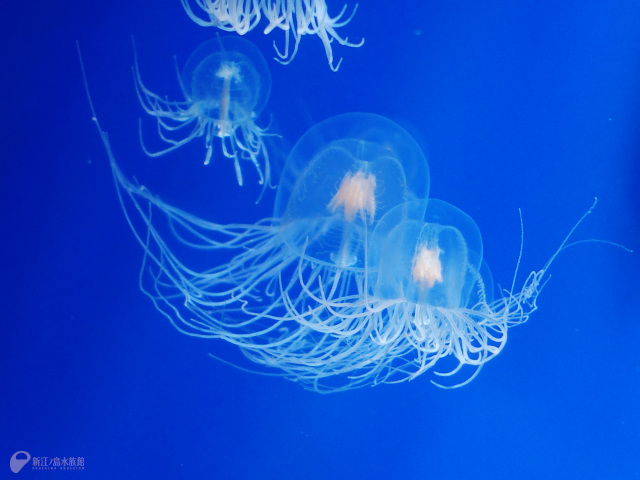 新江ノ島水族館さん がハッシュタグ クラゲ をつけたツイート一覧 1 Whotwi グラフィカルtwitter分析