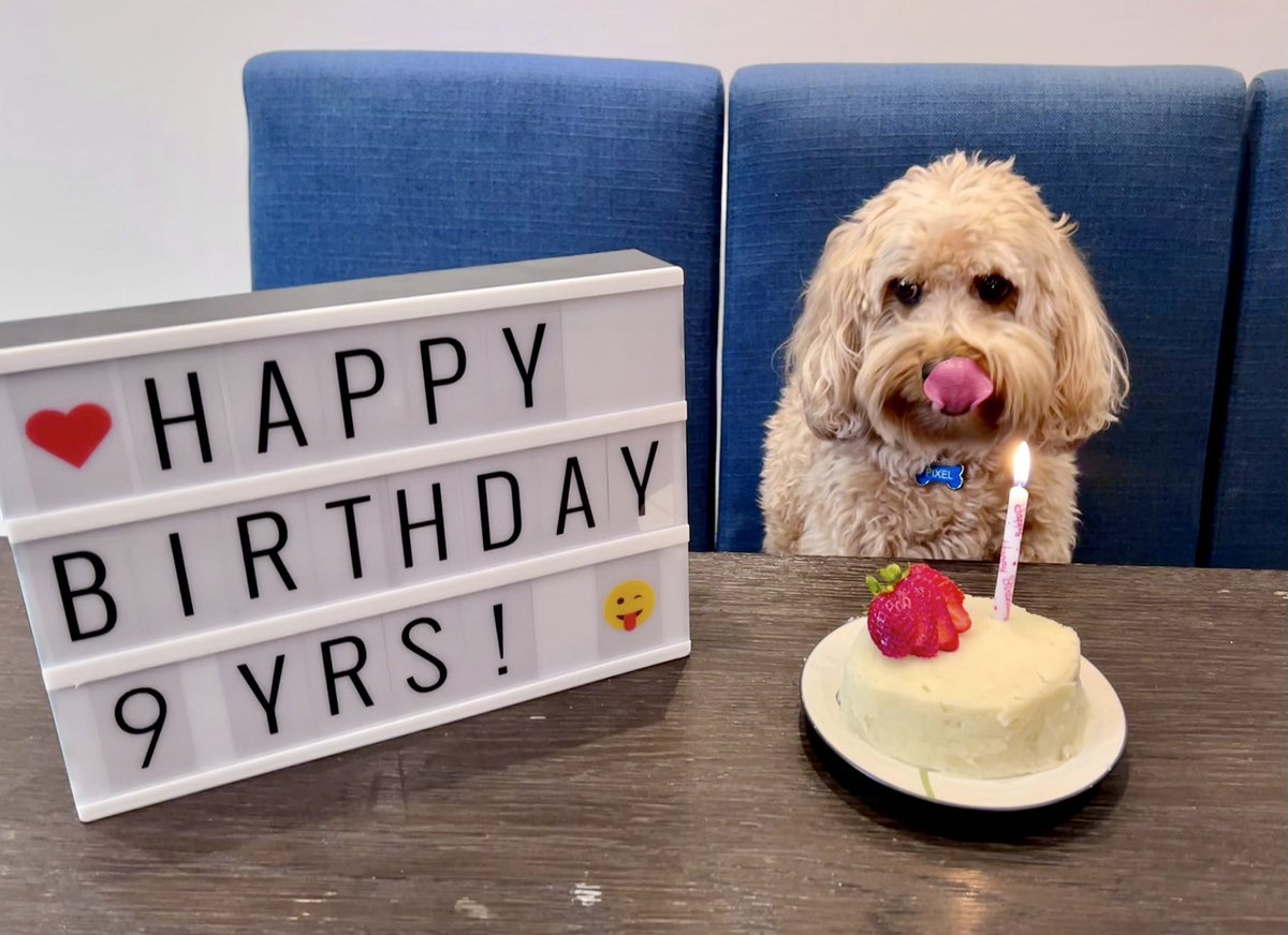 HelloPixelPup's tweet image. Medium rare filet mignon cake with mashed potato frosting by chef @wayneppp 🎂😋

#happybirthdaytome #9yrsold #nomnomnom #steakdinner #hellopixelpup