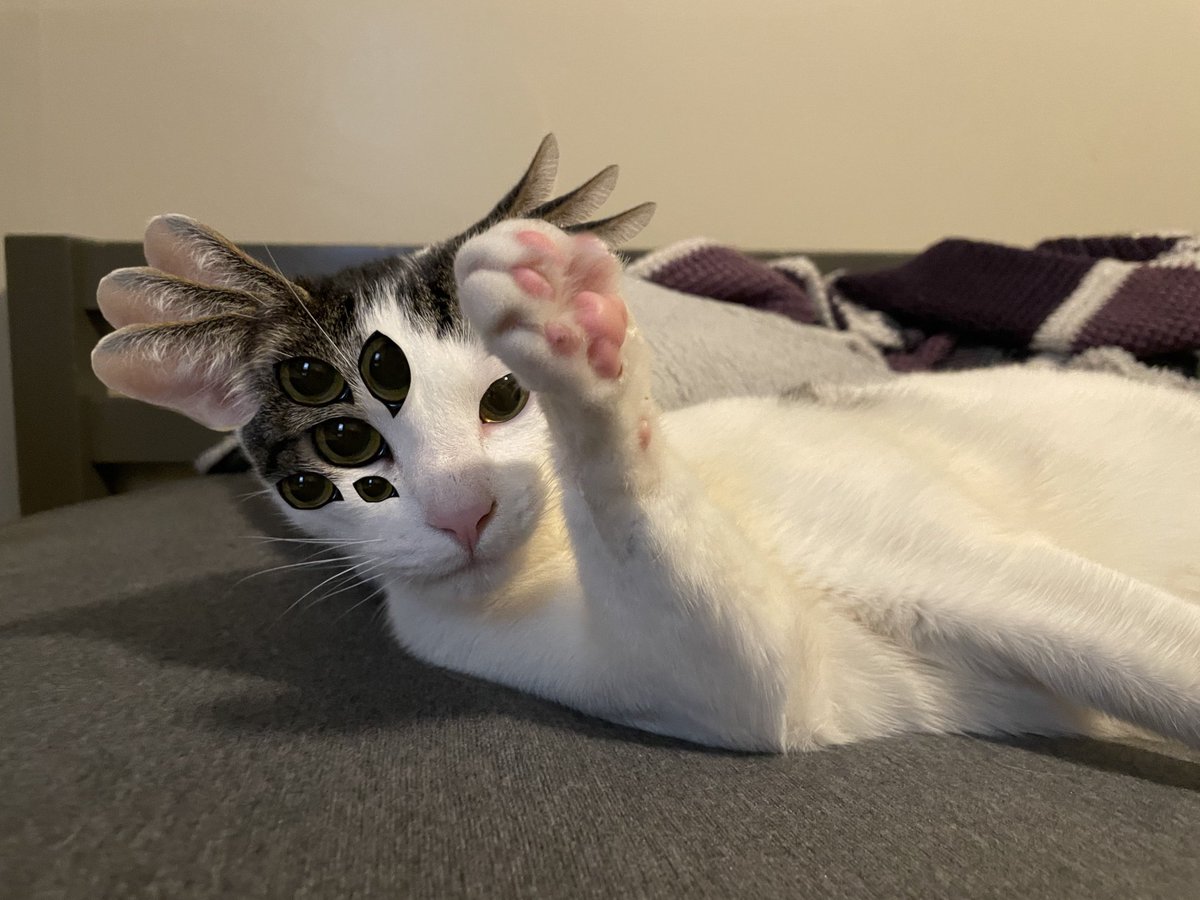 Macklemore the Cat tweet media