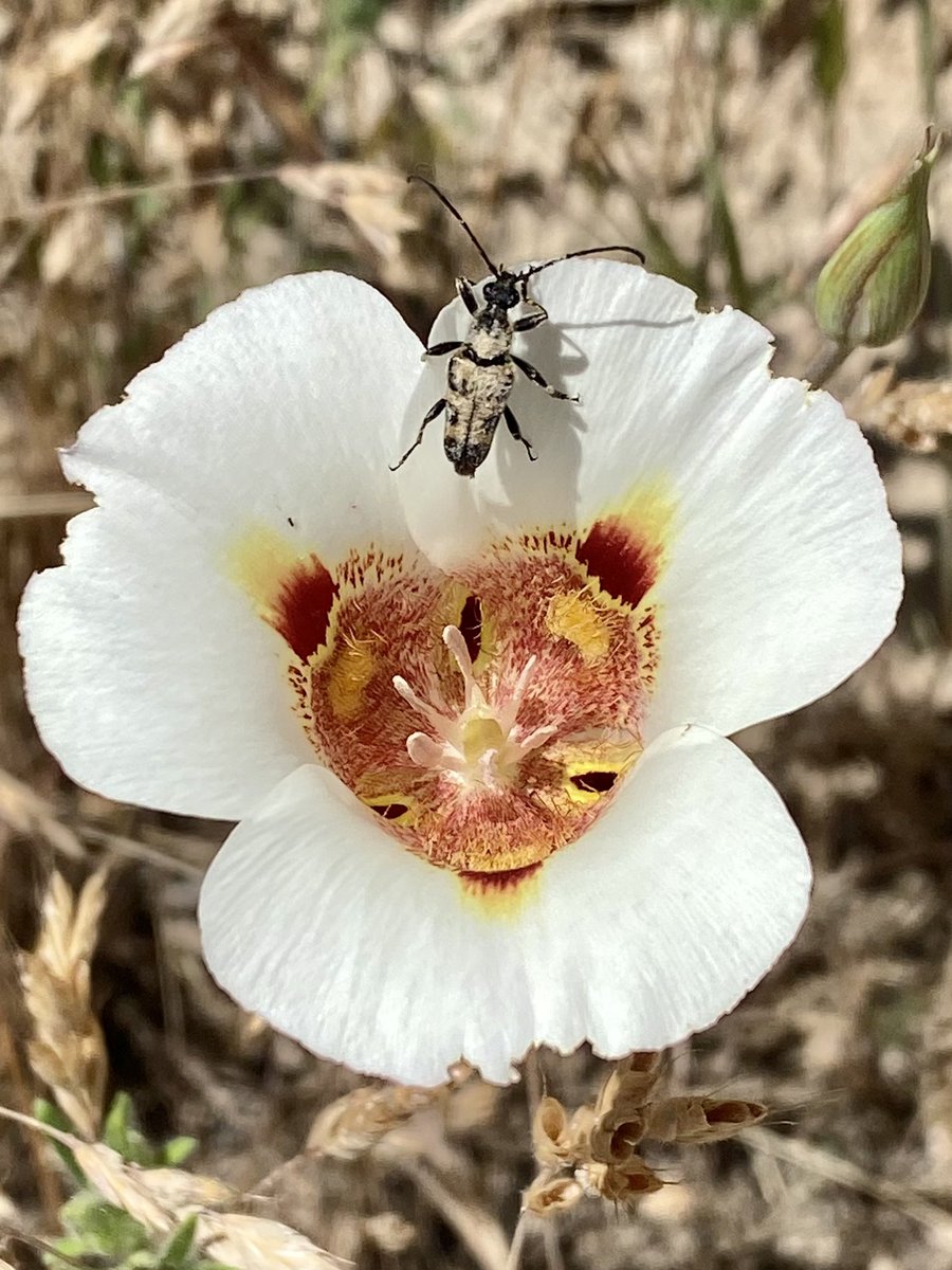 megsquitophd's tweet photo. Dimorphism Flower Longhorn Beetle and Butterfly Mariposa Lily
#bugnerd #CAnatives https://t.co/tFywuJj6Ij