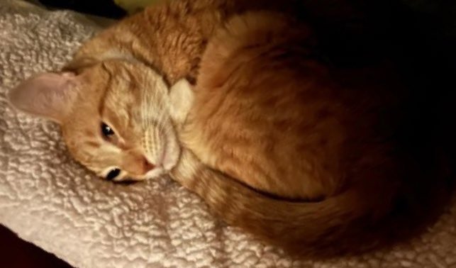 JortsTheCat's tweet photo. It’s dark now but the sun always comes up eventually https://t.co/YHjDPJdANC