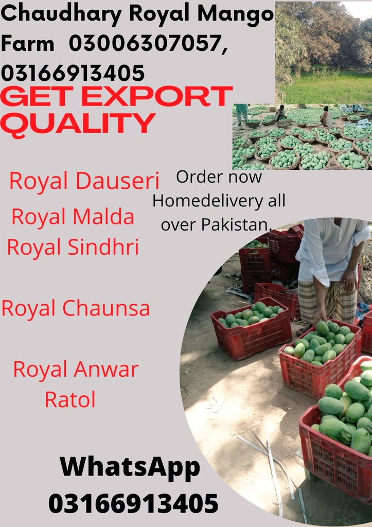 AnwarchRoyal's tweet photo. Order Multani mango's direct from orchard,home delivery all over PAKISTAN,
Order now
#ادارے_اور_عوام_یکجان https://t.co/hGUNR8q1hm
