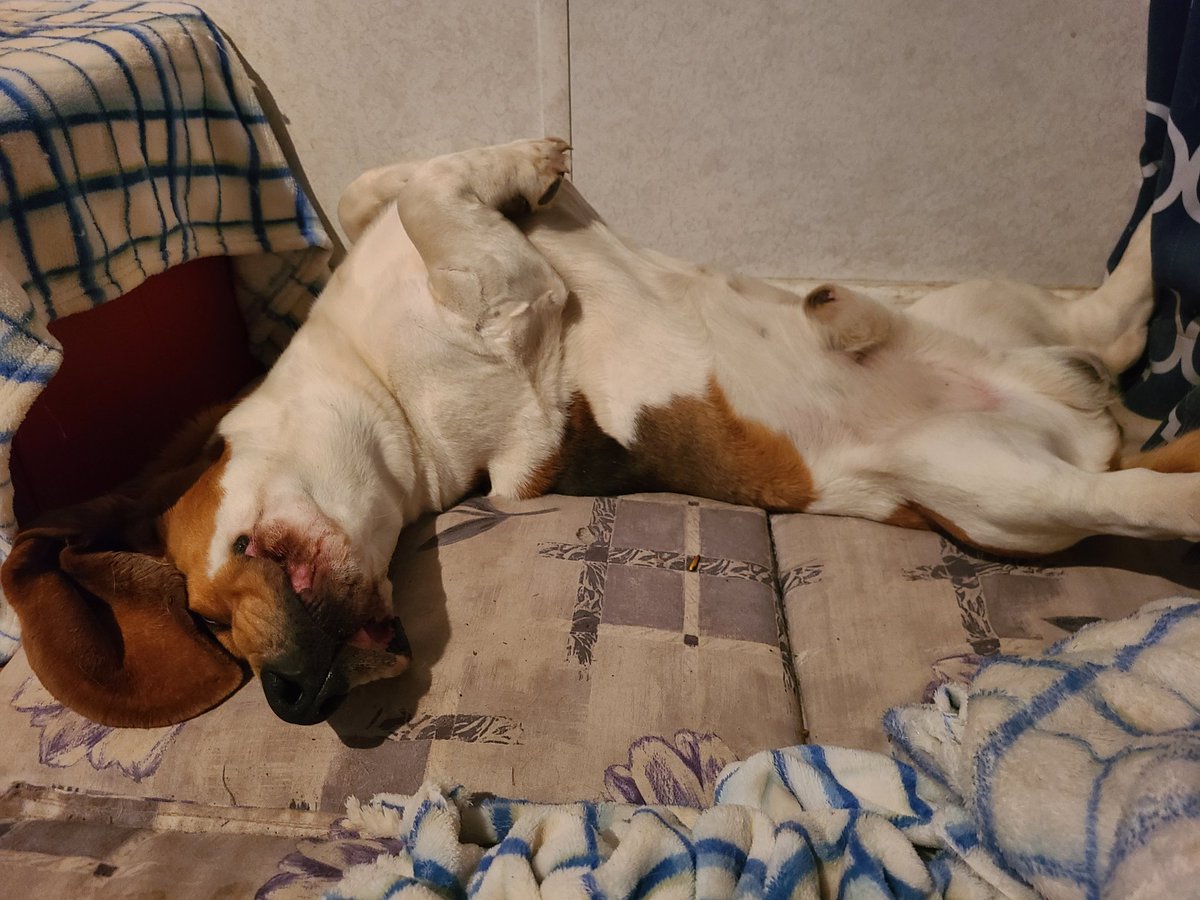 WillieTheBasset's tweet photo. Ever find the most comfy way to sleep and then ur mom has to ruin it by taking pics and making fun of ya? What? I need to air things out! Lol
#backsleeping
#boyswillbeboys
#WillieTheBasset https://t.co/2vorPTPdhQ
