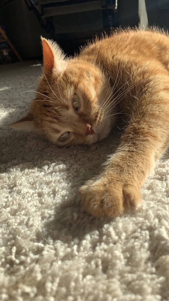 asfixbackup's tweet photo. If today or this week has been stressful, here’s some photos of my cat, Kylo. Hope these make you feel happy and boosts your serotonin a little bit. 

❤️❤️❤️ https://t.co/AeiofzGYzH