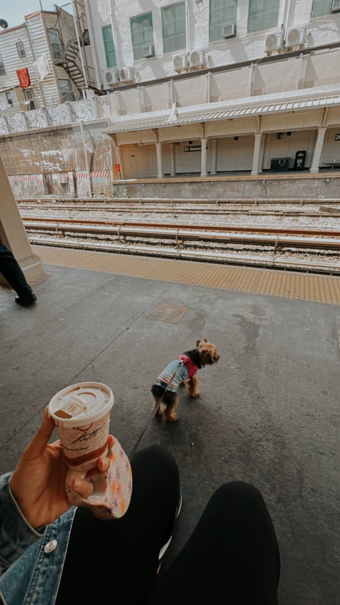 RayleneT85's tweet photo. Brought my dog to New York with me and she is taking on this big city with so much cuteness 🤍 https://t.co/CPianWi8Px