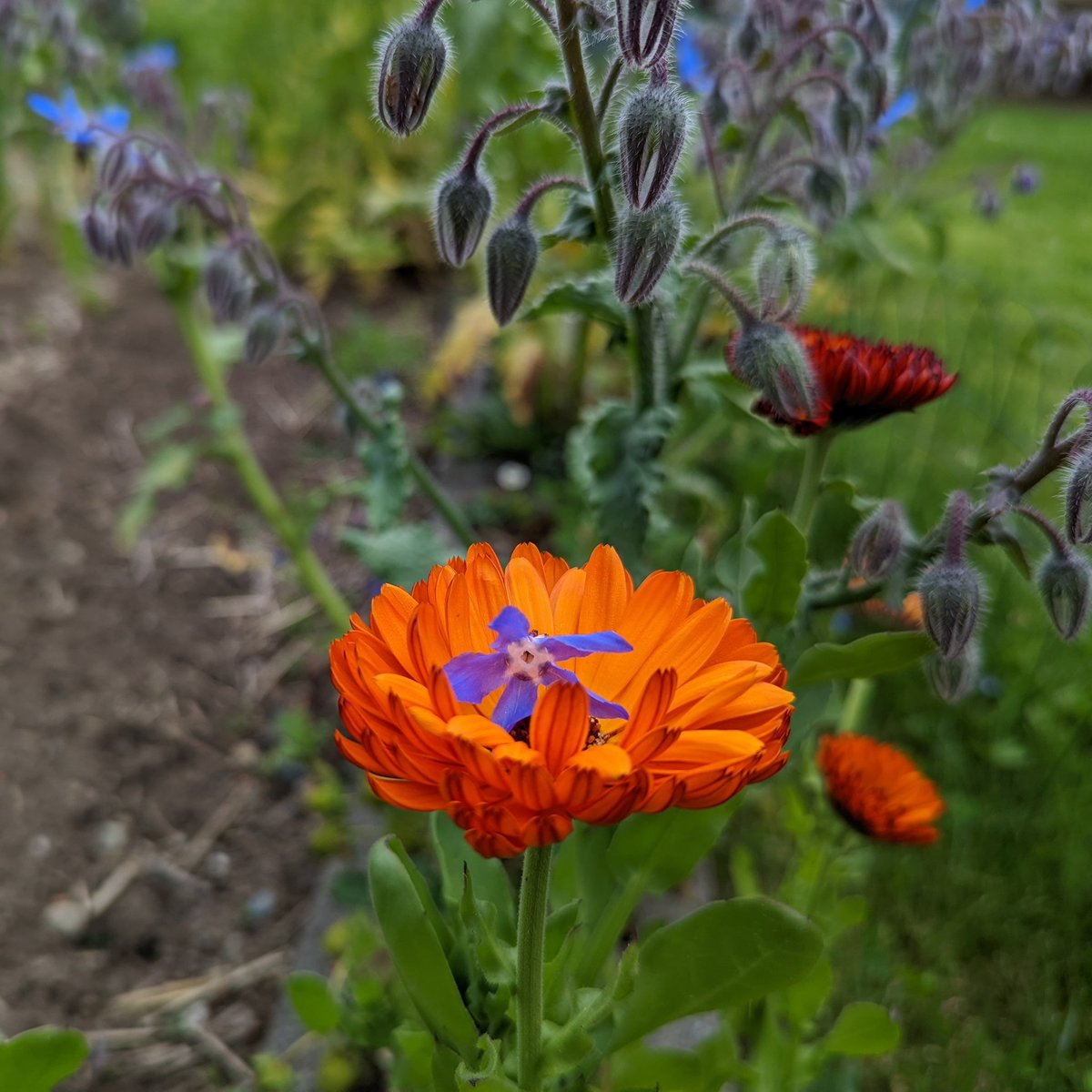 Borage and calendula: strange, lurid, and entirely unintended bedfellows.