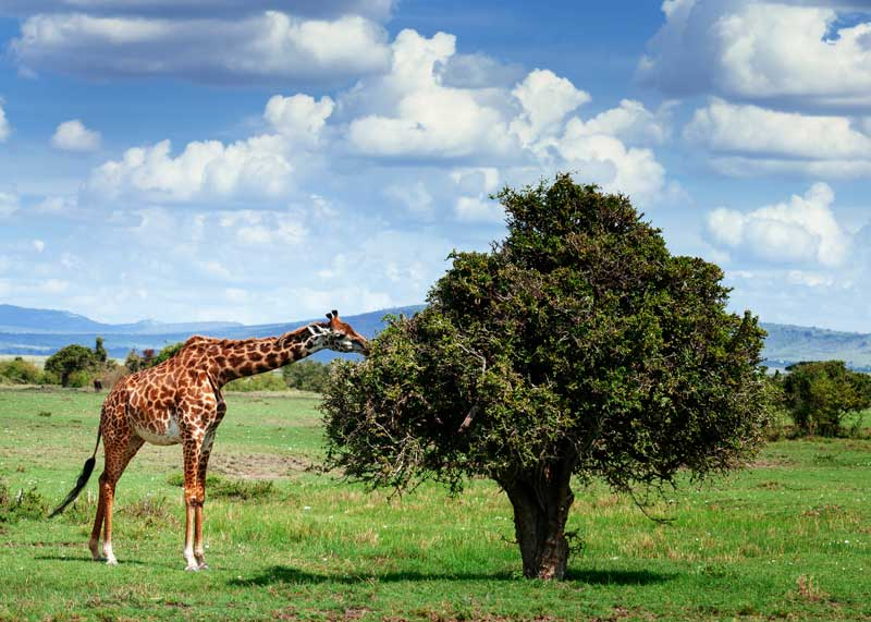 CaitlinWR39C's tweet photo. As humans take up more land, giraffe population roaming ranges shrink significantly. This reduces livable space and the amount of resources available. #39canimals https://t.co/jPqx0HCVts
