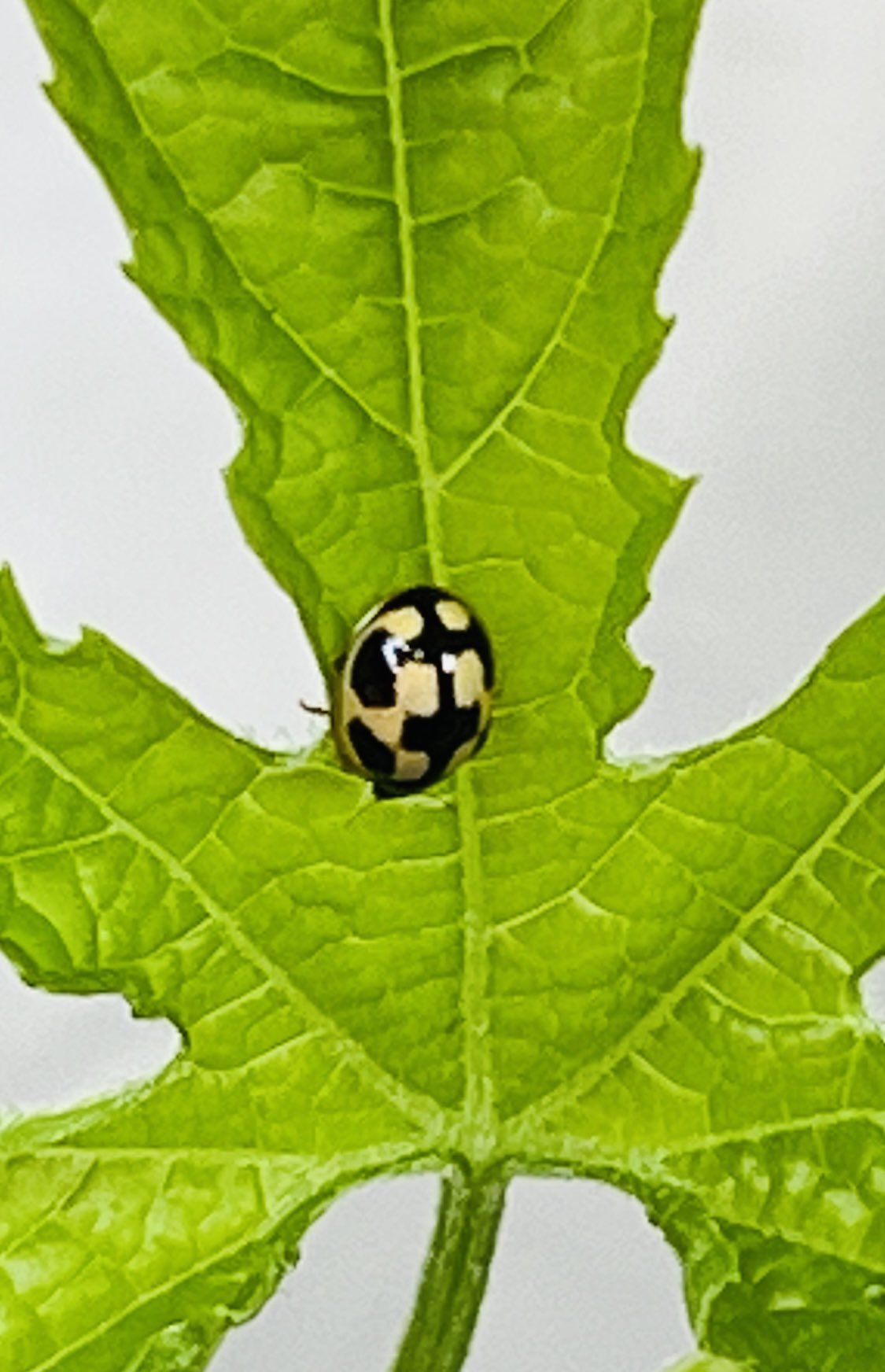 マクロ美アン Sachi ゴーヤの葉っぱについてたてんとう虫 ヒメカメノコテントウ であれば 珍しくて幸運を呼ぶこむ虫 とか 害虫じゃないよね T Co Ev98bz9zxr Twitter