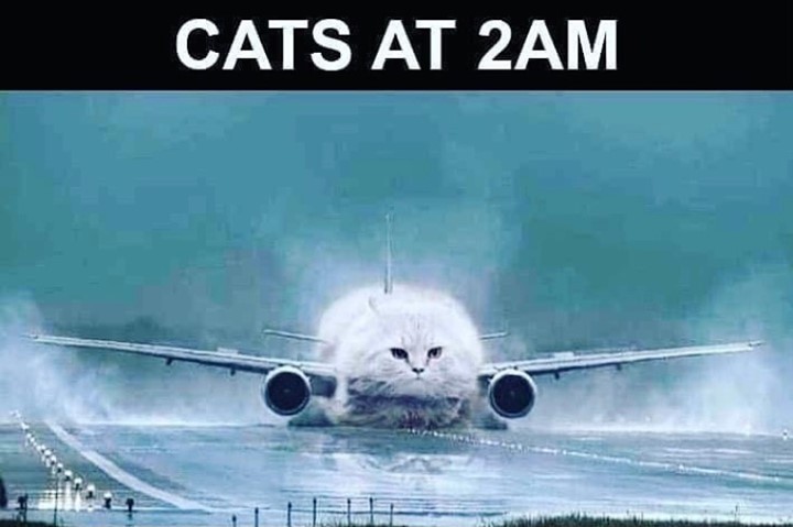 Take_Meow_Hand's tweet photo. https://t.co/qPMPTfTnUR