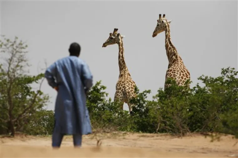 CaitlinWR39C's tweet photo. A direct and more immediate change can be made especially through protecting the land that giraffes use and cooperating with the people in and around it. #39canimals https://t.co/SU4z7knfdV