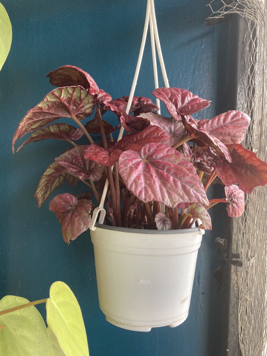 teaplantil's tweet photo. Las recién llegadas 🥰#Begonias de mi corazón ♥️ https://t.co/KYJh0z29Fn