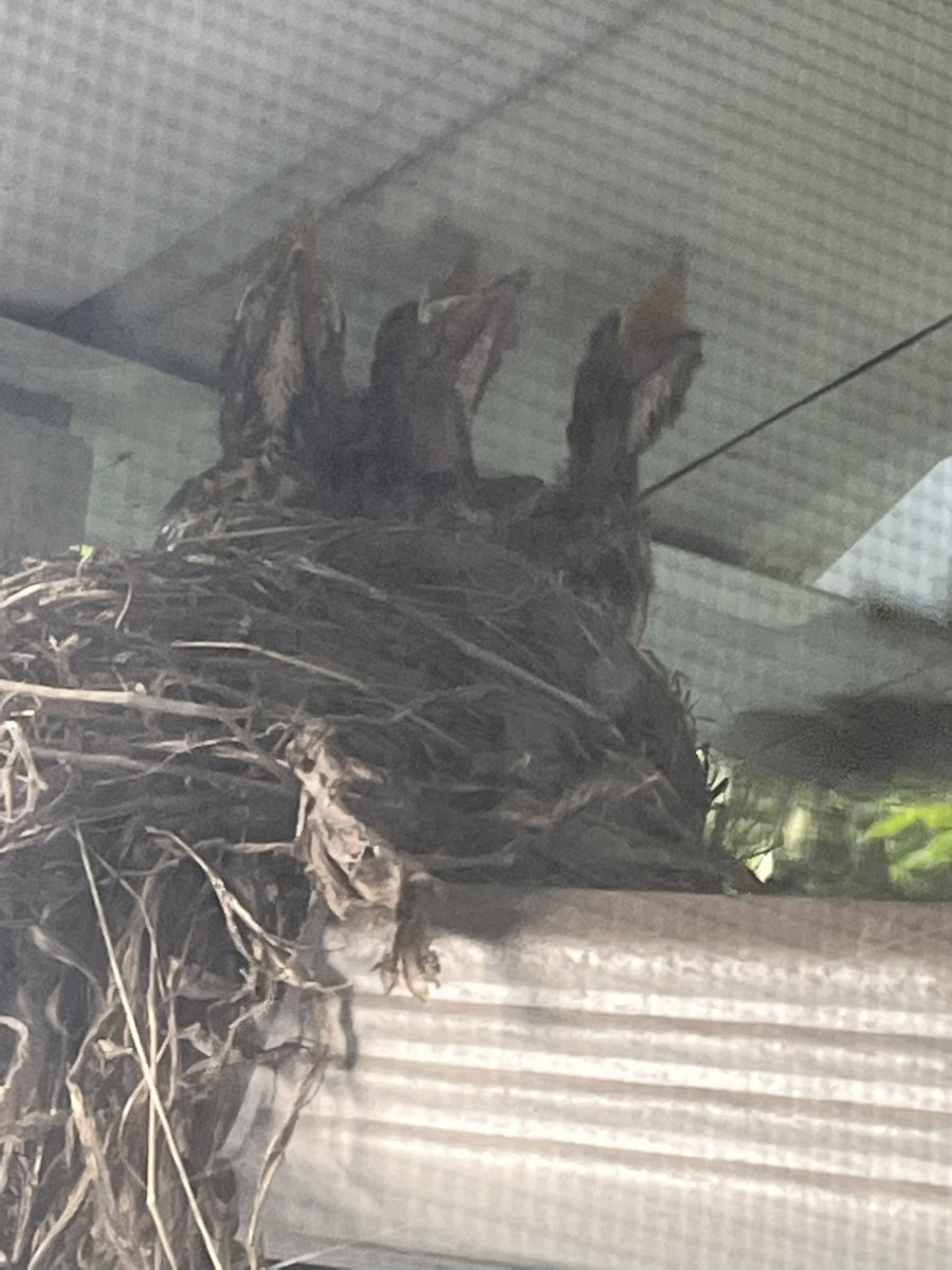 Neseysa's tweet photo. We’ve watching this Momma bird since May 21st outside my window. We noticed that she had her babies. The excitement in my household.  We watched her come back, feed them and everything.  #nature https://t.co/ZrFWuqYM8o