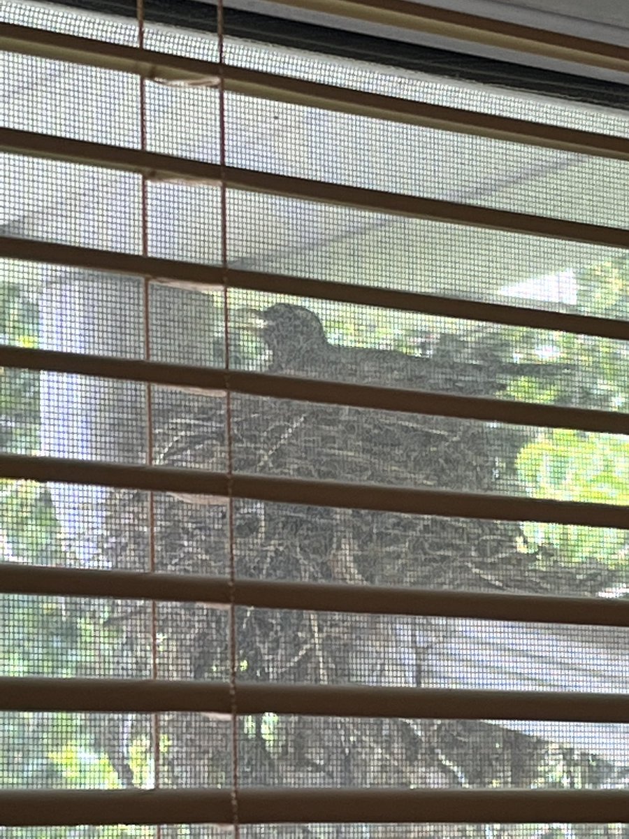 Neseysa's tweet photo. We’ve watching this Momma bird since May 21st outside my window. We noticed that she had her babies. The excitement in my household.  We watched her come back, feed them and everything.  #nature https://t.co/ZrFWuqYM8o